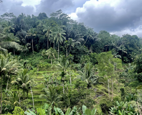 Džungla na otoku Bali.
